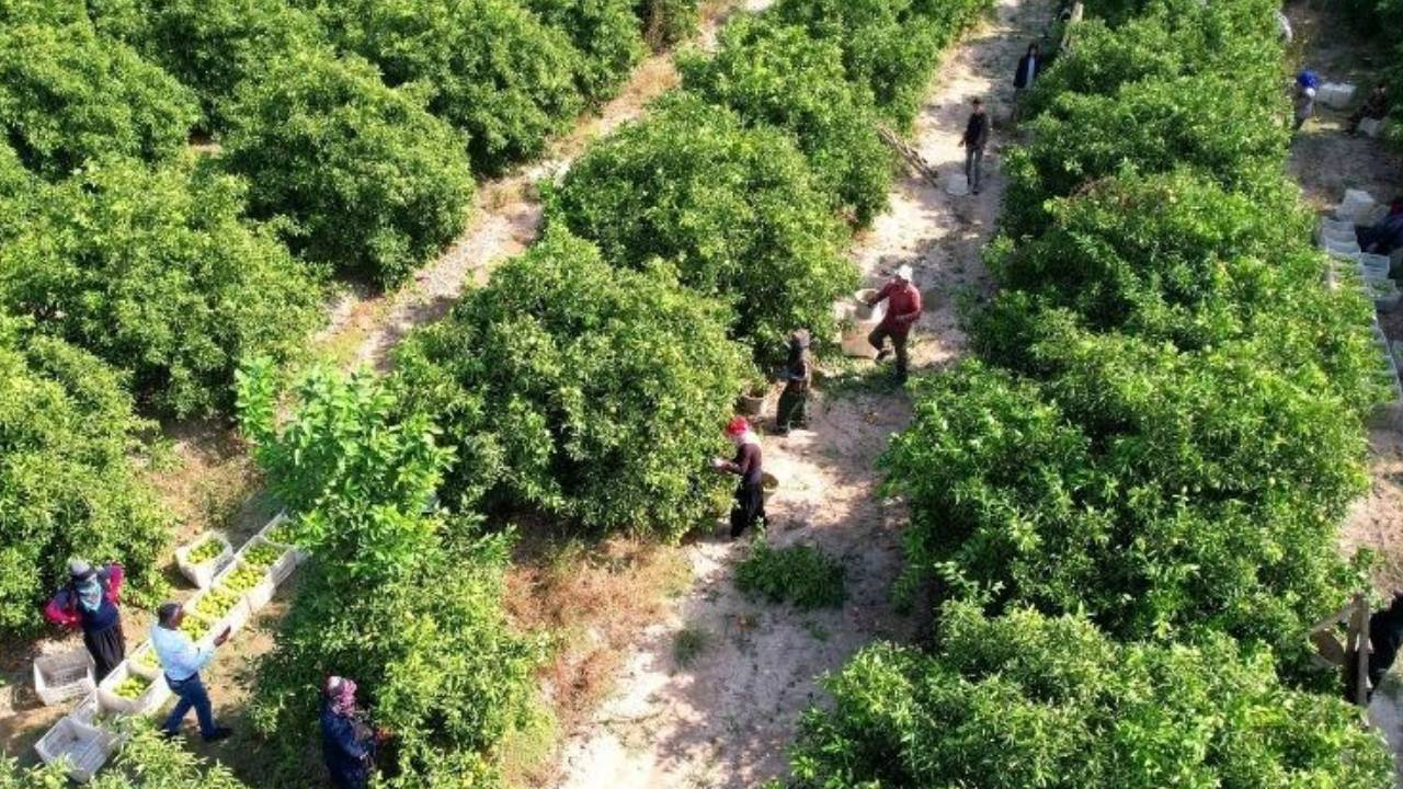 Adana'da Hasat Dönemi: Beklentiler Düşüşte, 1 Milyon Ton Yerine Sadece 500 Bin Ton Bekleniyor